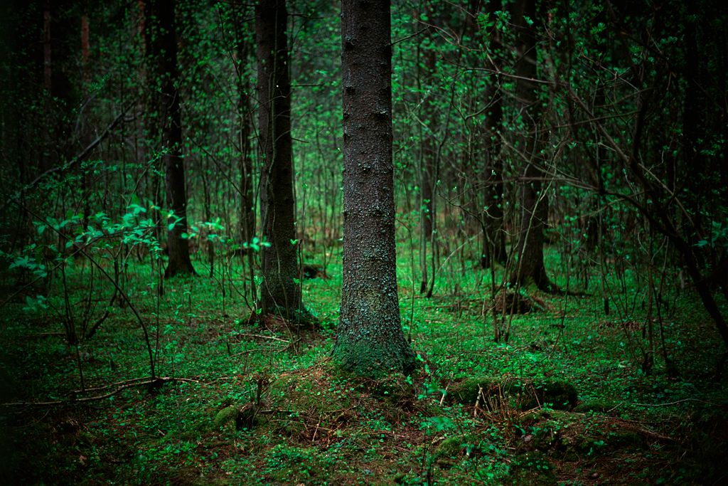 forest